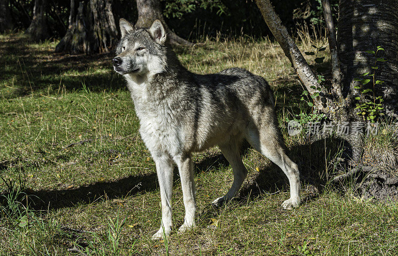 灰狼或灰狼(Canis lupus)，简称狼，是犬科动物中最大的野生成员。